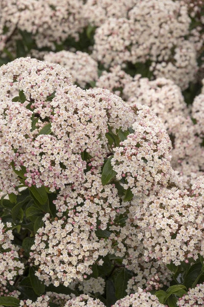 Viburnum Spring Bouquet | 3 Extra Large Trade 3 Gallon Plants | Viburnum Tinus 'Spring Bouquet' | Evergreen Privacy Hedge | Year-Round Interest