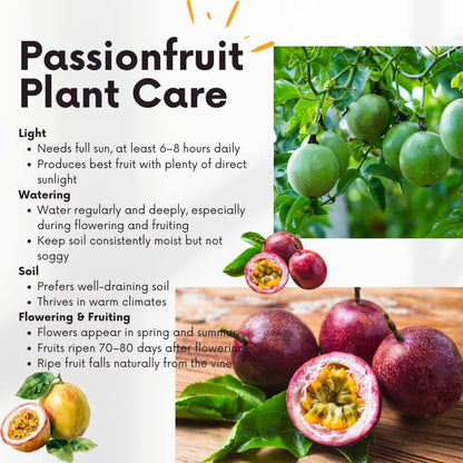 Red Passion Fruit Plant Live, Tropical Fruit Vine for Planting, 5-10" Tall, Sweet Edible Fruits, Passionfruit Seedling