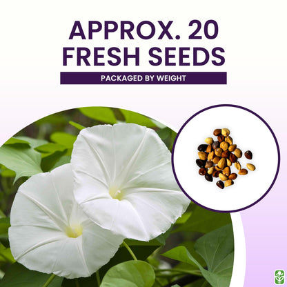 White Moonflower Vine Seeds - Climbing Vine Up to 15 Feet - Fragrant