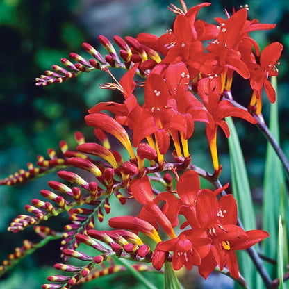 BRECK'S - Lucifer Red Flowering Crocosmia Dormant Bare Root Summer Flowering Bulbs, 10 Bulbs per Offer