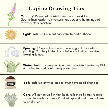 Clovers Garden Lupine Gallery Mix (Lupinus) Plants – Two (2) Live Plants – Non-GMO - Not Seeds - Each 4" to 8" Tall – in 4" Inch Pots – Perennial Flower