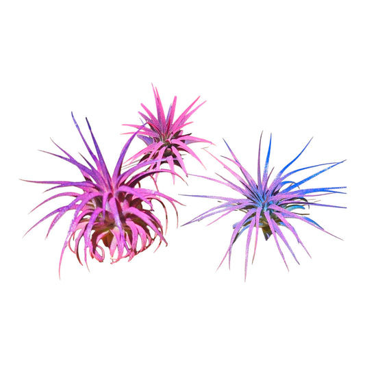 It Blooms Rainforest Grown 3 Pack Ionantha Air Plants Assorted Sizes Cotton Candy Enhanced Coloring - Live Tillandsia - 1 to 3 inches Succulents 30 Day Guarantee