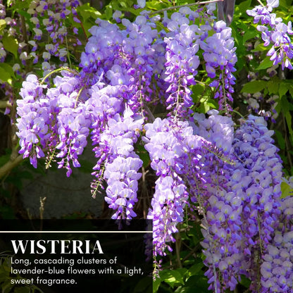 Purple Wisteria Seedlings for Planting - Live Tree Seedling to Grow - Wisteria sinensis - No Ship to California (1 Wisteria Plant)