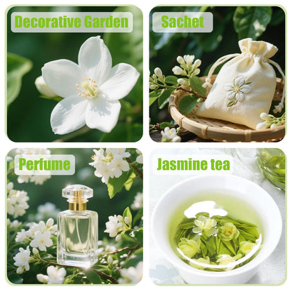 400+ Climbing Jasmine Flower Seeds for Planting – Easy to Grow, Non-GMO, High Germination Fragrant Flowers for Home Garden, Balcony, Trellis, Fence, Vertical Garden Decor