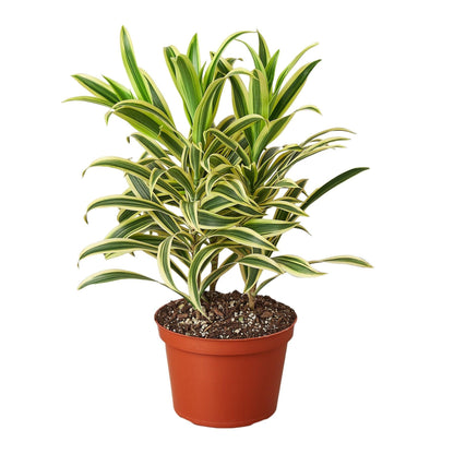 Dracaena 'Song of India' in 4in Pot - Live Plants Tropical Houseplants | Variegated | USA Growers | The Snobby Leaf