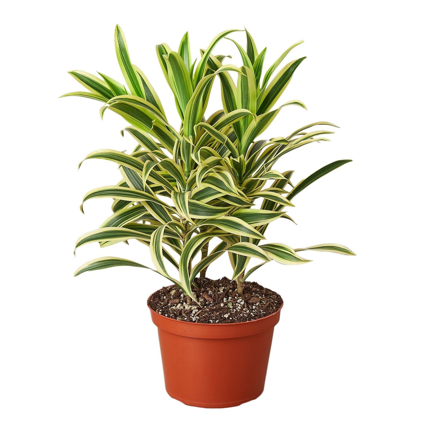 5 Pack Dracaena 'Song of India' in 6in Pot - Live Plants Tropical Houseplants | Variegated | USA Growers | The Snobby Leaf