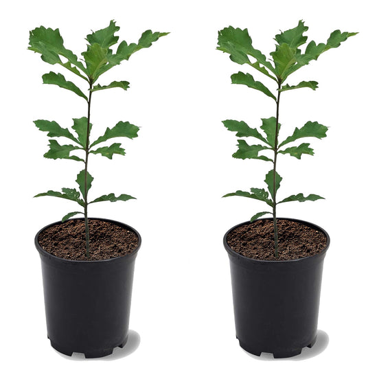 Swamp White Oak, Long-Living, Shade Tree, Acorn Producing, 2-3 ft Tree Height, 1 gal. Nursery Pot (Due to Agricultural Laws, we Cannot Ship to CA, AZ, AK, or HI), 2 Trees