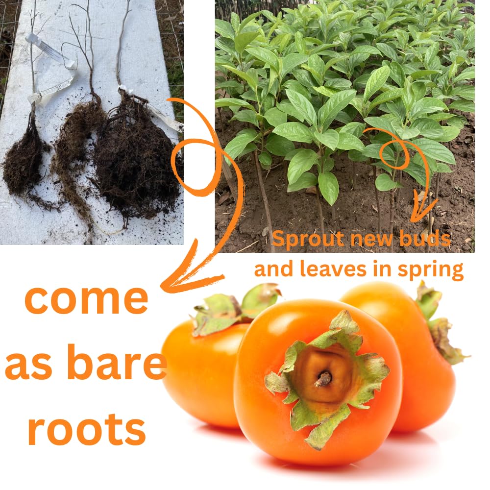 American Persimmon Tree Live Plant for Outdoor Planting, 1 Year Old Well Rooted, Winter Hardy, Zone 4-9