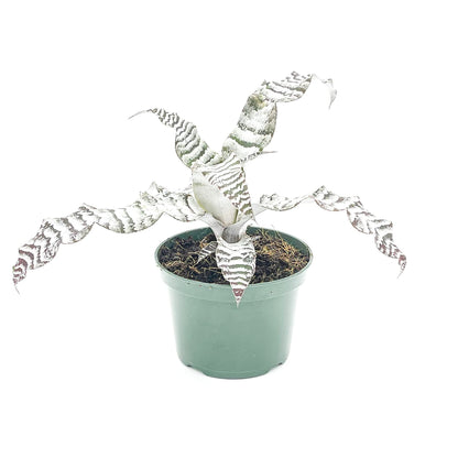 ragnaroc Live Plants – Cryptanthus ‘Absolute Zero‘, Jumbo 4-8" in 4" Pot - 1ct - Live Arrival Guaranteed - House Plants for Home Decor & Gift