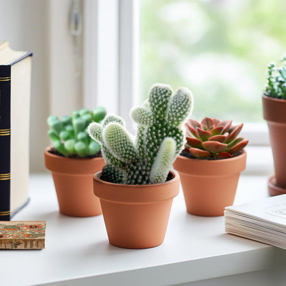 Live Succulent Bunny Ear Cactus, 2 Inch Fully Rooted Potted Plant, Easy Care & Drought Tolerant, Indoor Houseplant for Home Decor