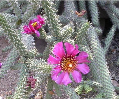 Cane Cholla Cactus (Cylindropuntia spinosior) - Live Plant Cutting - Propagate Ready - Cold Hardy