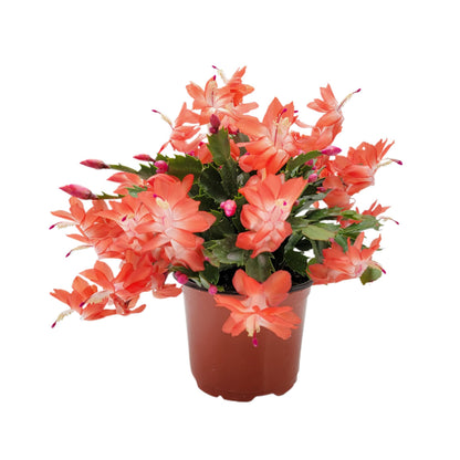 Wonderland Flora Thanksgiving Cactus, Live Indoor Plant, Flowering Houseplant, Orange Seasonal Blooms, 4-Inch Pot, Pet Safe Holiday Decor, Free Heat Pack