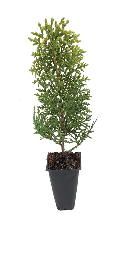 Berkman's Gold | 10 Live Plants | Thuja Orientalis | Evergreen Privacy Hedge, Fast Growing Conifer, Low Maintenance Landscaping, Ornamental Foliage, Year-Round Color, Dense Growth, Drought Tolerant
