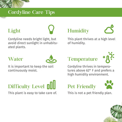 Cordyline Calypso Queen Live Plant for Indoor | Different Houseplants in 4'' & 6'' Pot | Real House Plant for Living Room, Office, Desk & Bathroom | Cordyline fruticosa Calypso Queen