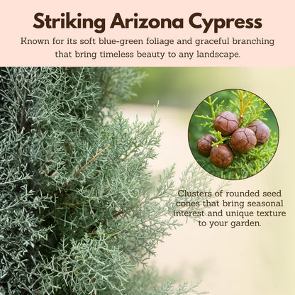 My Shelfie – Arizona Cypress Bonsai Starter Tree (Cupressus arizonica), Live Evergreen Plant for Indoor or Outdoor Bonsai Forest Garden, Home & Living Room Décor (3)