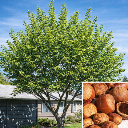 3 American Hazelnut Trees - 6-12" Tall Live Plants - Filbert Nut Shrubs/Bushes - Corylus Americana - (3 Pack)