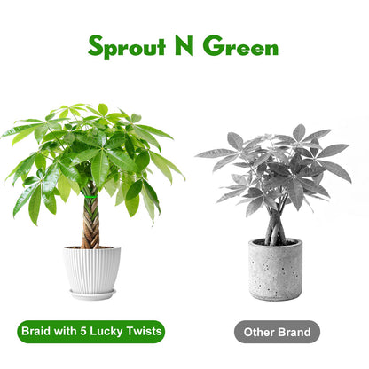 Sprout N Green Small Money Tree with 5 Lucky Braid, Live Plant with White Stripe Pot, Decoration for Indoor Home Office Tabletop Windowsill Side Table, Housewarming Christmas Gift, 8-10" Tall