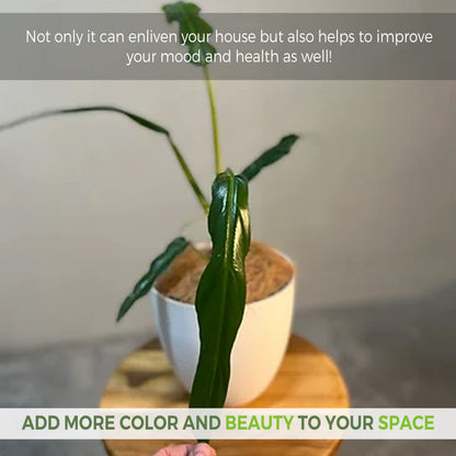 LEAL PLANTS ECUADOR Philodendron Selloum (Pack of 2)| Cut Leaf Live Plant| Variegated Plants|Live Split-Leaf Philodendron| Hibiscus Live Plant|Perfect for Home Decor, Unique Gift for Plant Lovers