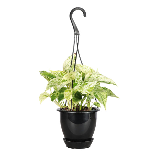 Thorsen's Greenhouse Marble Queen Pothos, Live Indoor Plant, Easy to Grow, Rare Variegated Houseplant, Natural Air Purifier, 4-inch Diameter Pot (Black - Hanging)
