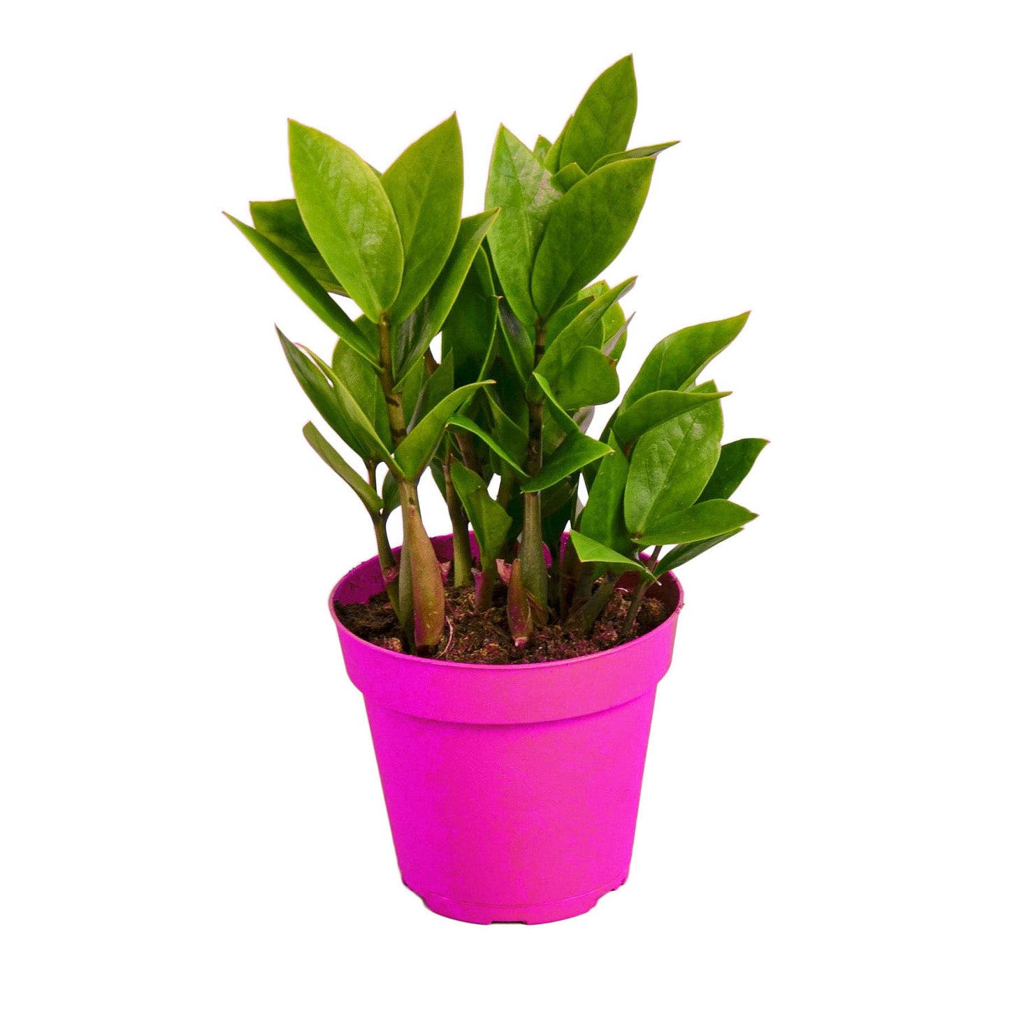 Zamioculcas Zamiifolia ZZ in 4in Pot - Live Plants Tropical Houseplants | Variegated | USA Growers | The Snobby Leaf
