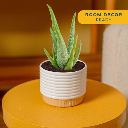 Costa Farms Aloe Vera Live Plant in Decorative Pot, Easy to Maintain, Air Purifying Succulent Indoor Houseplant, Home, Room, or Office Decor, House Warming or Birthday Gift, 12-18 Inches Tall