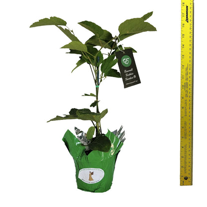 Scarlet Flame - Passion Flower Vine - Passiflora coccinea Hybrid - Live Plant Starter - Large Red Bloom - 10-14 Inches Tall - 4 Inch Pot