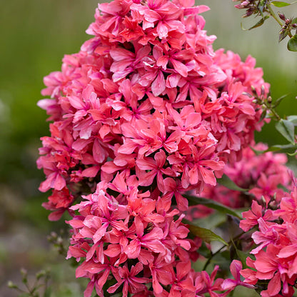 Van Zyverden Tall Phlox Paniculata Cleopatra Set of 9 Roots