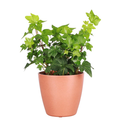 Thorsen's Greenhouse Live Green English Ivy Plant, Hedera Helix, Natural Air Purifier, Easy to Grow, Live Indoor Houseplant, 4" Diameter Pot (Terra Cotta)