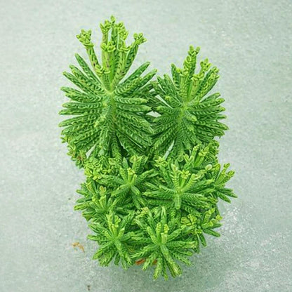 Mother of Millions Starter Plant – Live Succulent in 2 Inch Starter Pot – Rare Colorful Kalanchoe, Easy-Care Houseplant
