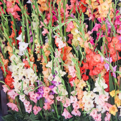 Premium Spring Flower Blub Collection100 Bulbs - Attracts Bees, Butterflies & Hummingbirds - Easy to Grow Perennials - 1000's Sold | Easy-Care | Perennials | Deer Resistant