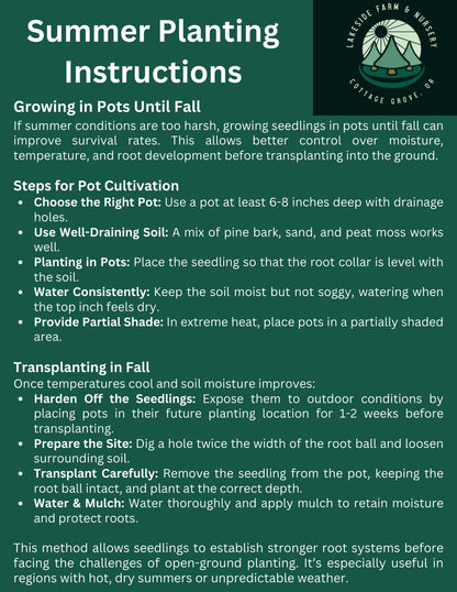 5 Live Giant Sequoia Tree Sapling (Approx. 1'-1.5' Tall)- Nature’s Giant in Your Backyard