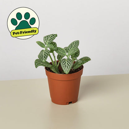 Fittonia 'White Nerve Plant' | Live Plant for Indoor & Outdoor | for Living Room, Office, Bathroom | (4" Pot)