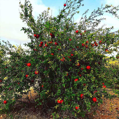 Votaniki Russian Pomegranate Tree — Live Plant 1-2 ft Tall for Garden or Backyard | Cold Hardy, Perennial & High-Yielding Edible Fruit Tree for Planting Outdoors, Easy-to-Grow (1 Pack)