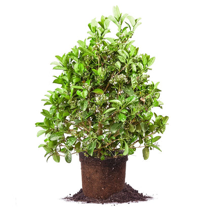 PERFECT PLANTS Sweet Viburnum Shrub 7 Gallon | Live Shrubs for Outdoor Planting | Fast Growing Privacy Hedge | Fully Loaded Flowers Filled with Fragrance
