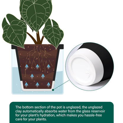 D'vine Dev 8 Inch Design Self Watering Planter for Indoor Plants, Black Terracotta Pot with Cylinder Glass Cup, 37-X-C-3