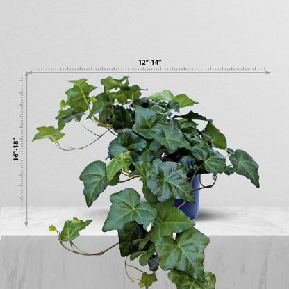 Live Ivy Plant, Hedera Helix, English Ivy, Trailing Indoor Plant, Housewarming Gift, Plant Lover Gift, Live Home Decor, Father's Day Gift Plant in 6" Pot