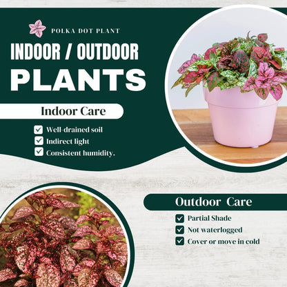 Polka Dot Plant Collection (4-Pack) - Live Houseplants, Small Indoor Plants, Hypoestes (Red, White, Rose, and Pink) - Colorful, Air-Purifying House Plants (Collection)