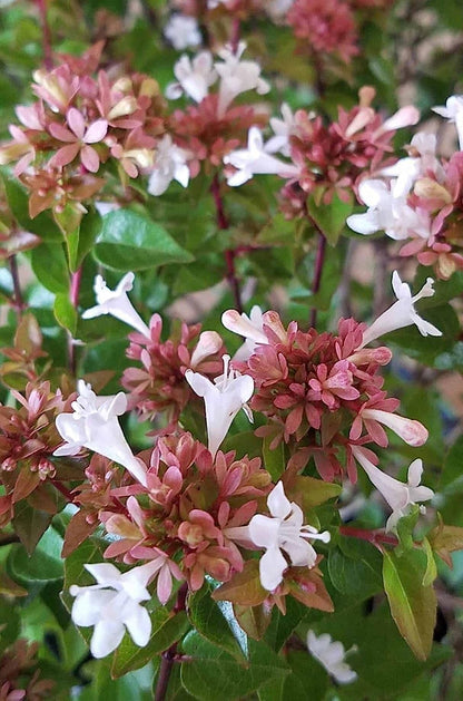 Abelia Chinensis Rose Creek | 1 Large Trade Gallon Size Plant | Flowering Butterfly Attracting Ornamental Shrub