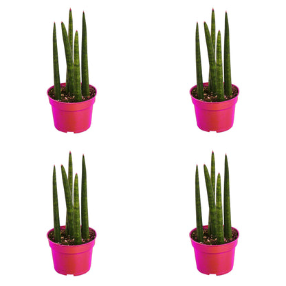 4 Pack Snake Plant Cylindrica in 4in Pot - Live Plants Tropical Houseplants | Variegated | USA Growers | The Snobby Leaf