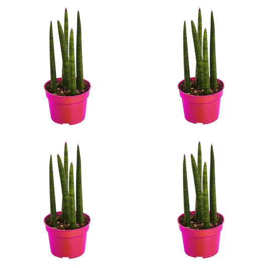 4 Pack Snake Plant Cylindrica in 4in Pot - Live Plants Tropical Houseplants | Variegated | USA Growers | The Snobby Leaf