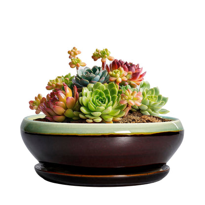 SQOWL Succulent Pots 6 Inch - Shallow Ceramic Planter, Bonsai Pot with Drainage Hole and Saucer, Round Ceramic Succulent Planter for Indoor Outdoor Plant, Kitchen Decor, Plant Lover Gift, Green-Brown