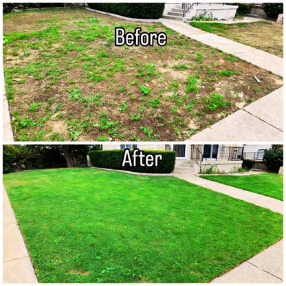 20000 Emerald Zoysia Grass Seed, Zoysia Grass Seeds Lawngrass for Outdoor Planting, Shade and Drought Tolerant Seeds