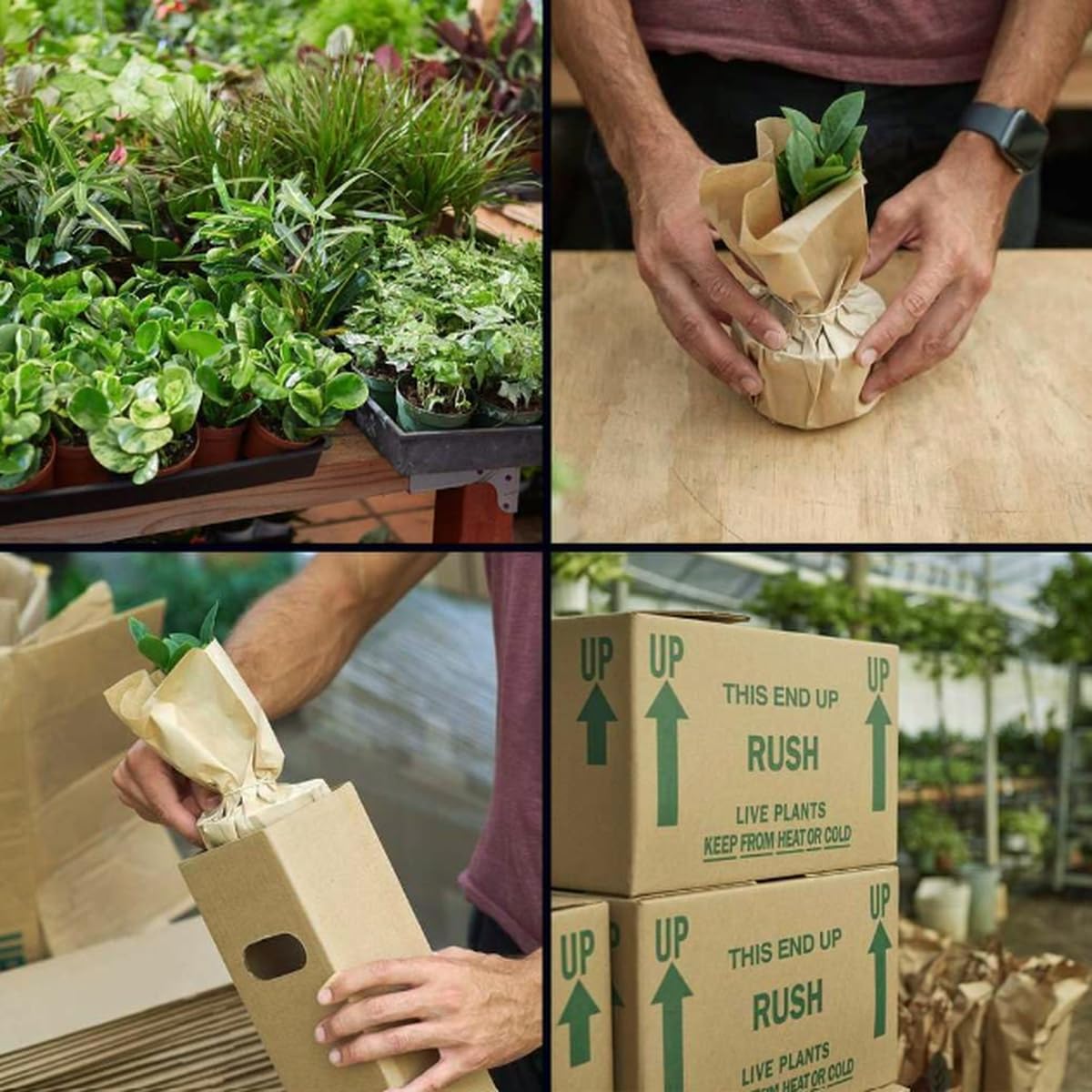 Epiphyllum 'RIC Rac' Cactus | Live Plant for Indoor & Outdoor | for Living Room, Office, Bathroom | (6" Pot)