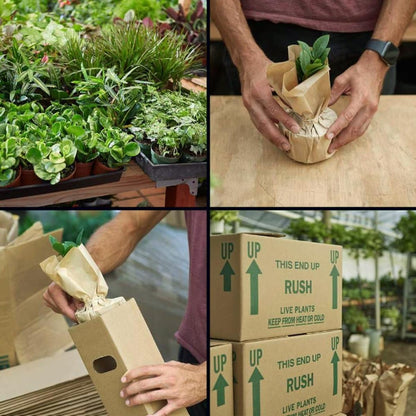 Epiphyllum 'RIC Rac' Cactus | Live Plant for Indoor & Outdoor | for Living Room, Office, Bathroom | (6" Pot)