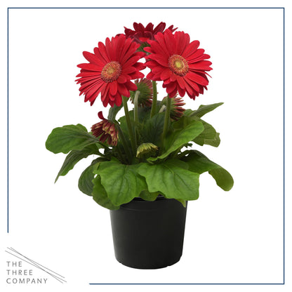 Live Flowering Gerbera Daisies - Shades of Pink (2 Plants Per Pack) - Beautiful Spring Flowers - 12" Tall by 5" Wide in 1 Qt Pot