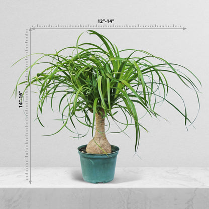 Live Ponytail Palm, Bottle Palm, Elephant Foot Tree, Rare Houseplant, Palm Tree Indoor Potted Plant, Birthday Gift, Housewarming Gift, Christmas Gift in 6" Pot