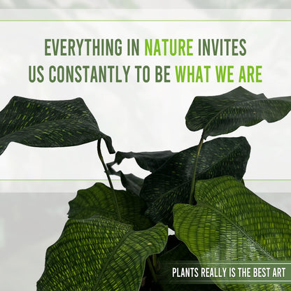 LEAL PLANTS ECUADOR Calathea Musaica Evergreen Live Indoor Plant| Calathea Network Prayer Plant |Natural Décor -Gift for Plant Lovers