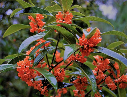 Live Plant - Red Flowering Fragrant Tea Olive (Osmanthus) - Live Plant - (1 Qt)