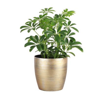 Thorsen's Greenhouse Live Arboricola Umbrella Tree Plant, Schefflera Arboricola, Natural Air Purifier, Easy to Grow, Live Indoor Houseplant, 4-inch Diameter (Gold)
