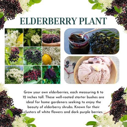 2 Black Elderberry Plants Live to Grow, 6 to 12 Inch Tall, Elderberries Bush Live, Berry Fruit Trees Live Plants